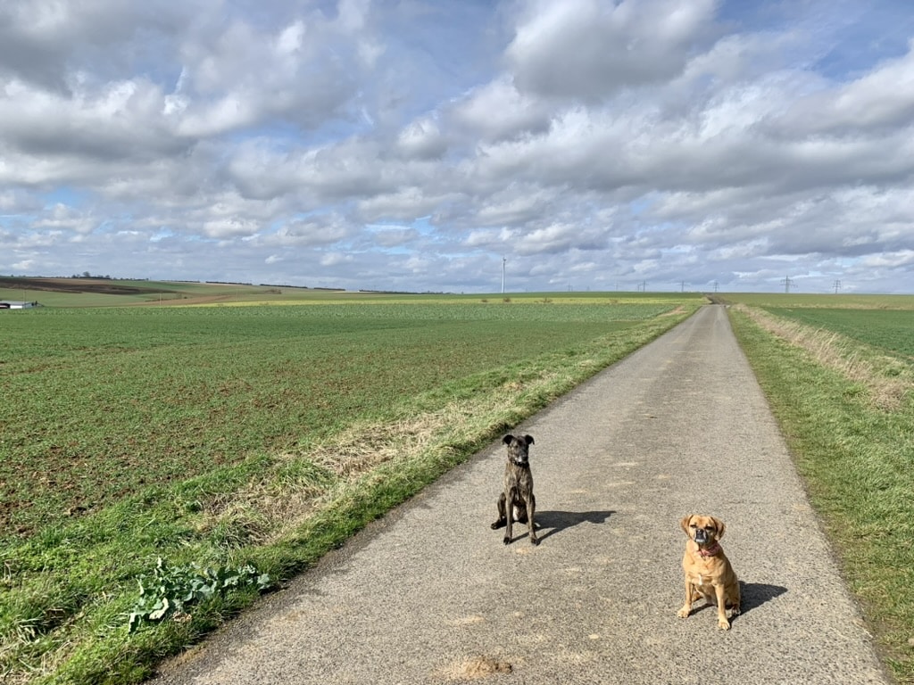 Auf einem Feldweg sitzen meine Hunde Pepples und Willy Wonka. Links und rechts werden die Felder langsam grün, der Himmel ist blau und von Wolken durchzogen<br />
